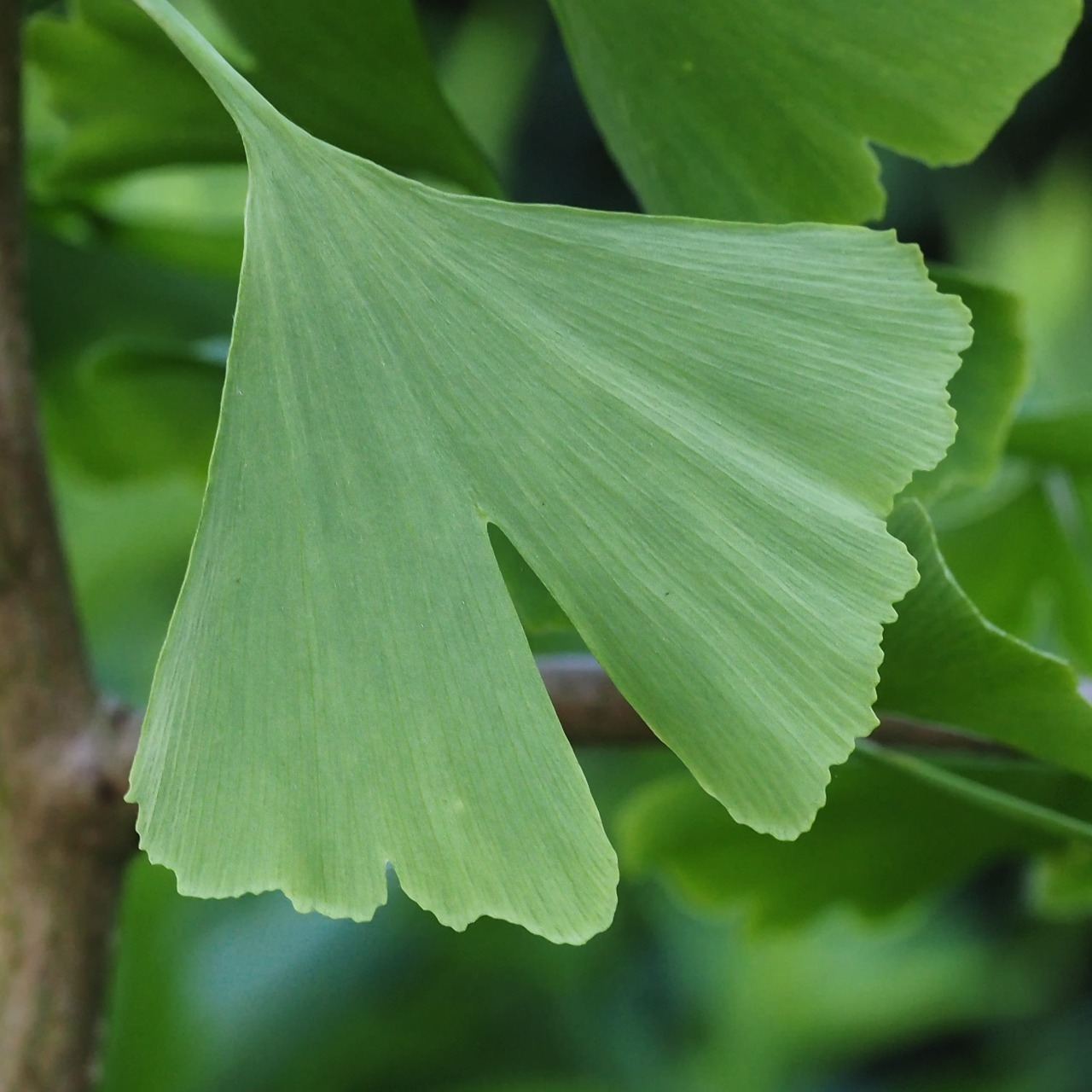 Ginko Leaf